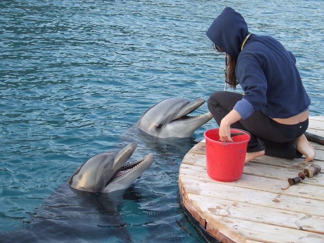 trainer-with-dolphin-896551_1280.jpg