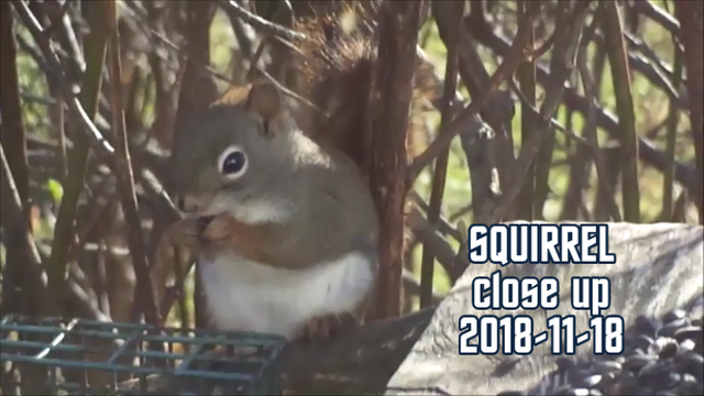 SQUIRREL close up 2018-11-18 title-0002.png