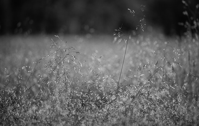 14-06-2018-grass-mono-06306.jpg