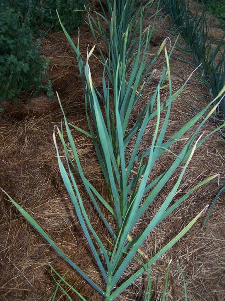 Big garden - Chesnok Red garlic crop June 2019.jpg