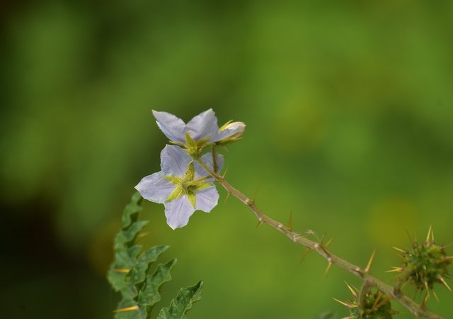 DSC_0584.JPG