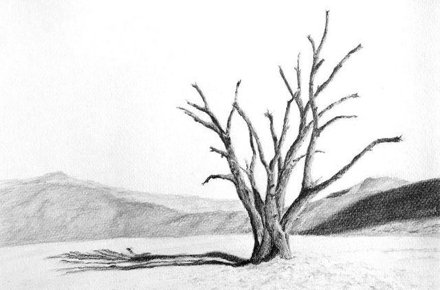 tree-in-desert-pencil-drawing.jpg