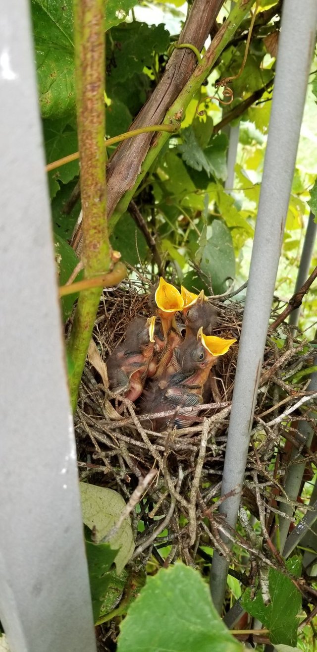 20180628_164752 - Begging Baby Mockingbirds.jpg