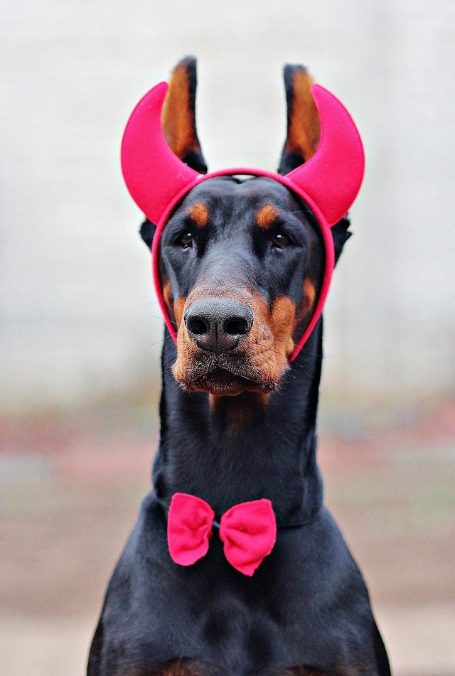 doberman-1193289_1280.jpg