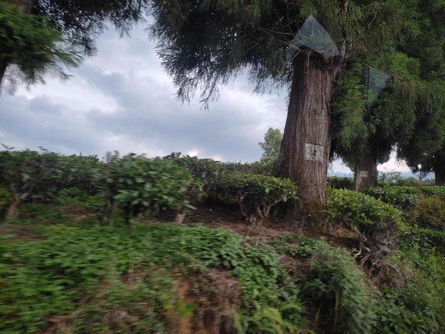 IMG_20250612_153152.jpg