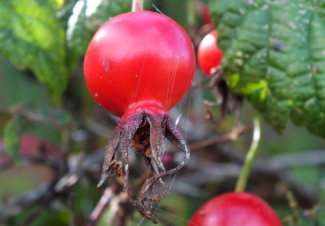 0944-Rosehip.JPG