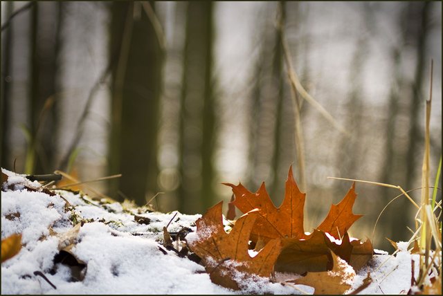 winter-meets-autumn_4245127036_o.jpg