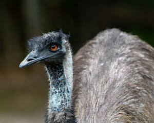 free-photo-of-burung-hewan-binatang-fauna.jpeg