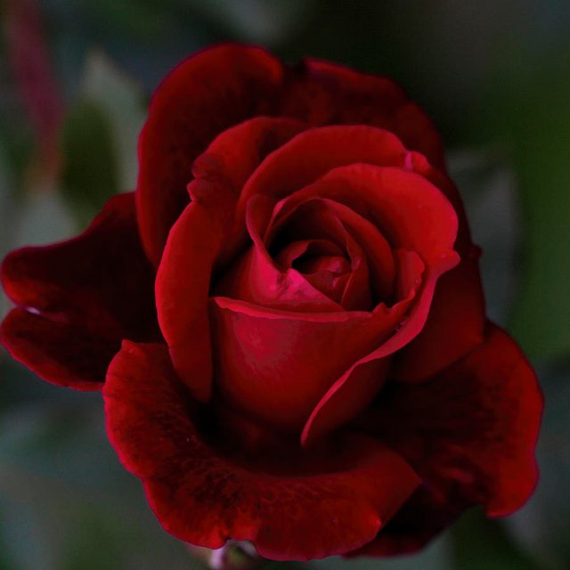 dark-mysterious-red-don-juan-rose-kathy-clark.jpg