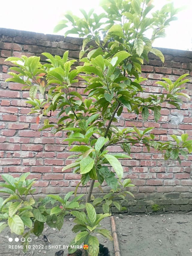 IMG_20250707_073735.jpg