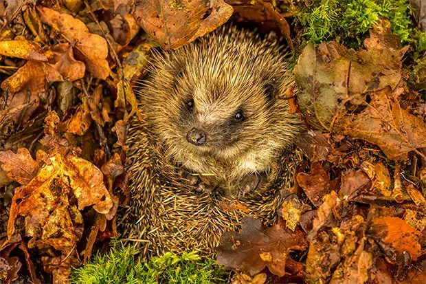 igel-im-laub.webp