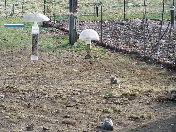 Birdfeeders1 crop Dec. 2018.jpg