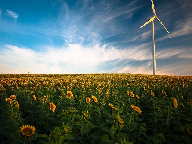 sunflowers-1853323_1280.jpg