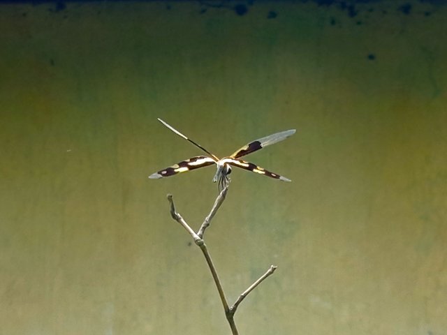 dragonfly (5).jpg