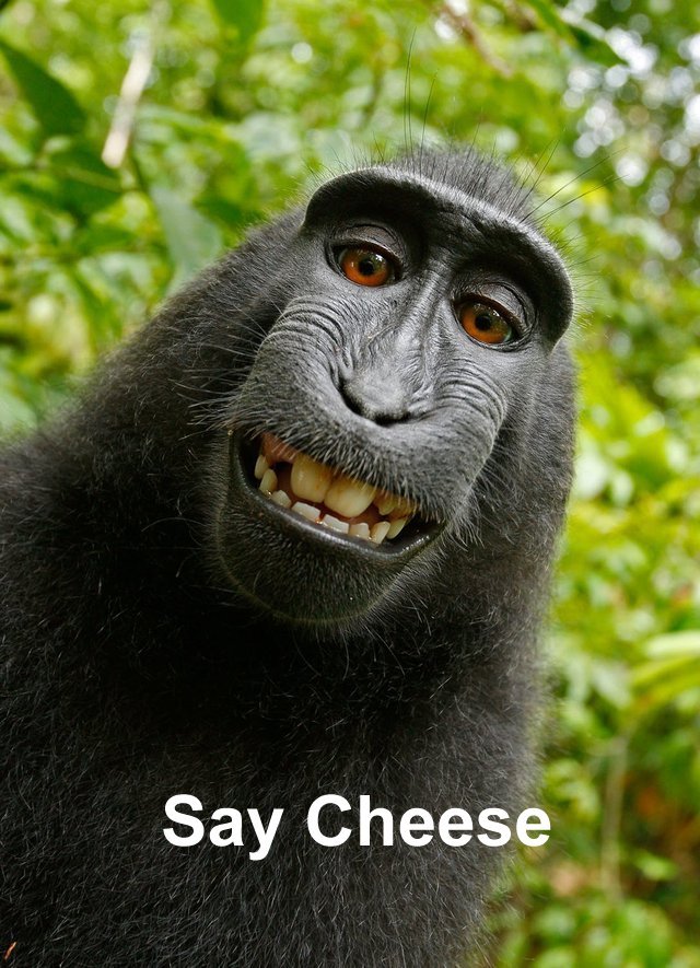 saycheese.jpg