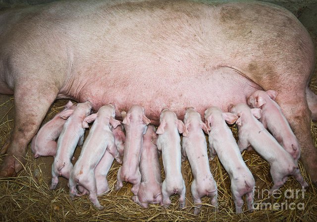 momma-pig-feeding-baby-pigs-sattapapan-tratong.jpg