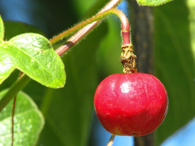 FrutoSilvestre1.jpg