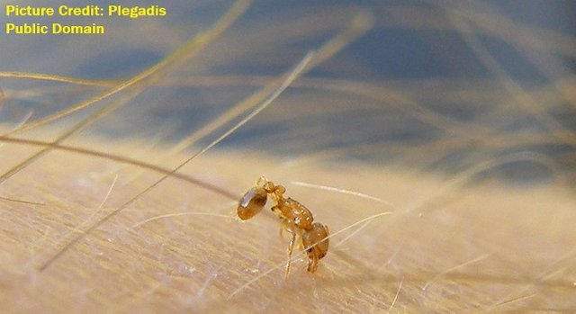 little fire ant2 Wasmannia bitinb human Telaviv U Plegadis free.jpg