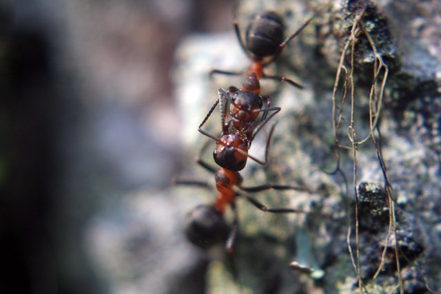 Ants_s.jpg