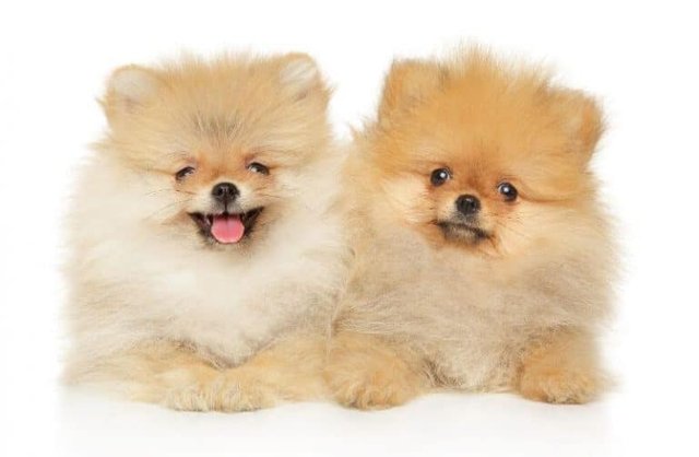 Pomeranian-Cost-Puppy-Price-768x501.jpg