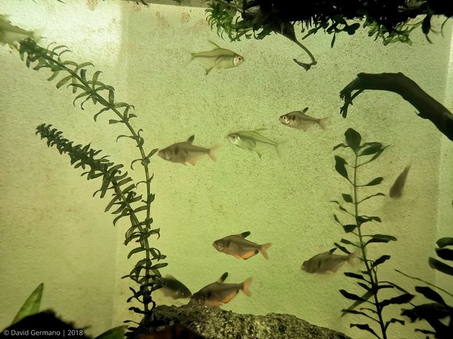 fishes-1.jpg
