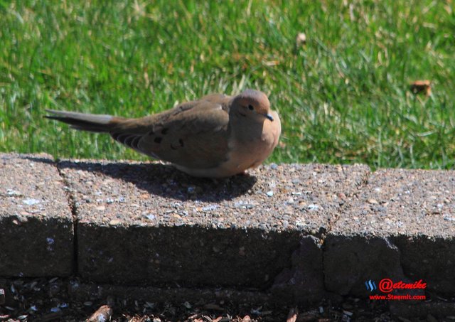 Mourning Dove IMG_0099.JPG