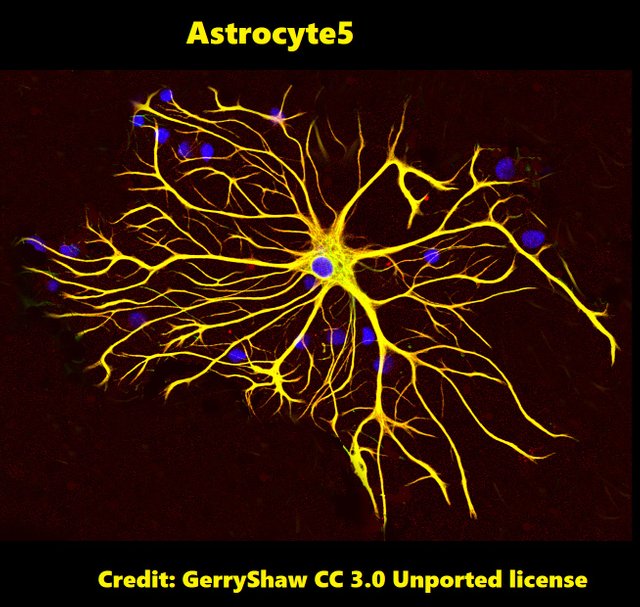 Astrocyte5 GerryShaw 3.0.jpg