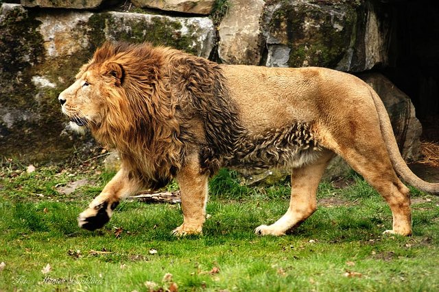 lion-king-africa-animal.jpg