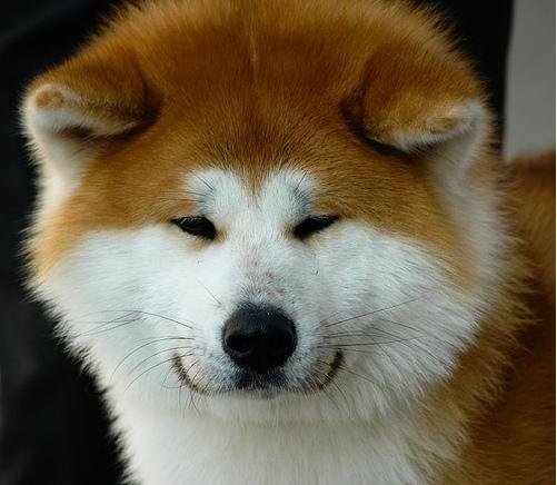 akita_japan_puppy.jpg