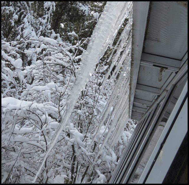 large icicles hanging off sunroom roof snowy bent bushes background.JPG