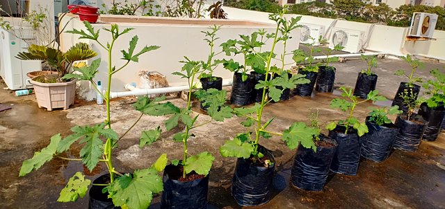 Roof Top Container Gardening.jpg