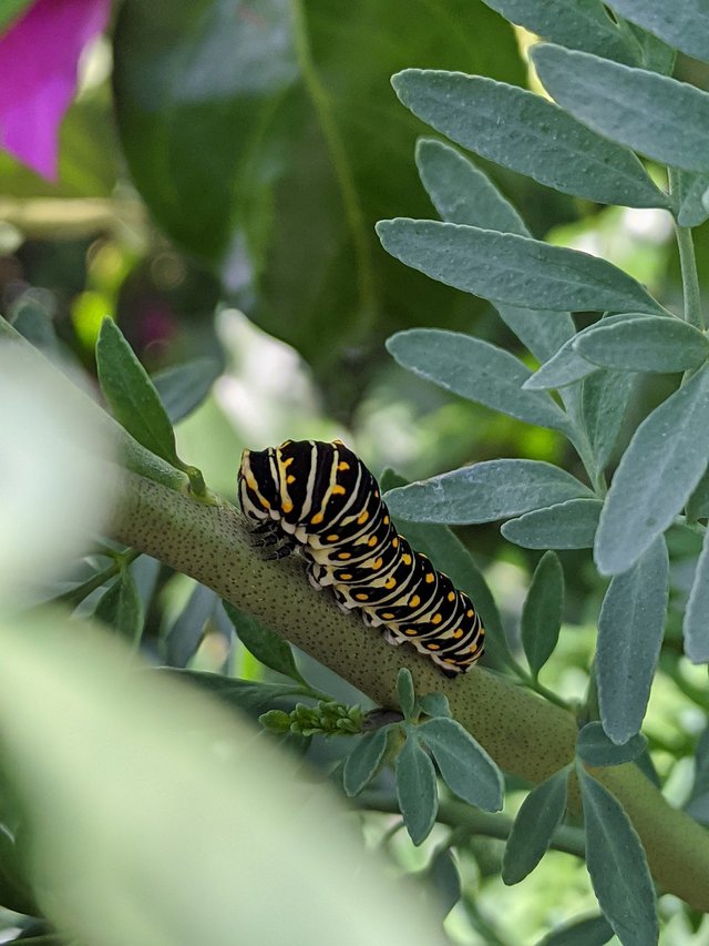 caterpillar-6601553_1280.jpg