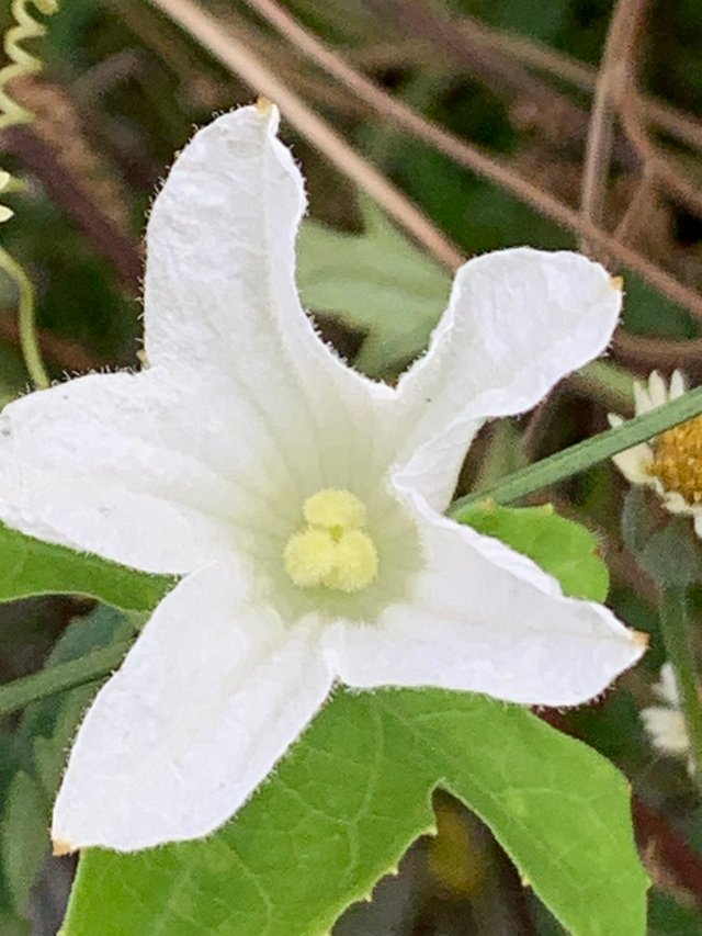 white flower3.jpg