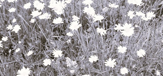 Flower Photography B&W Daisy Lights Initial Hill May 28 2017.jpg