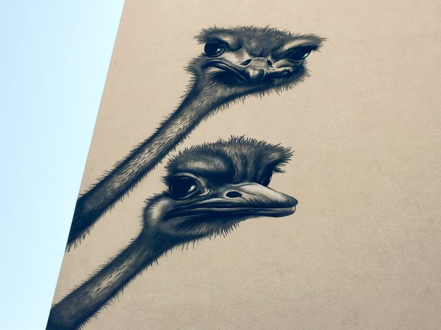 ostrich-2.jpg