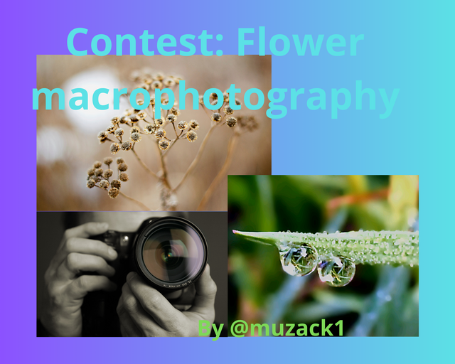 Contest Flower macrophotography.png