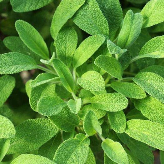 nurserylive-seeds-sage-herb-seeds-16969119465612_525x525.jpg