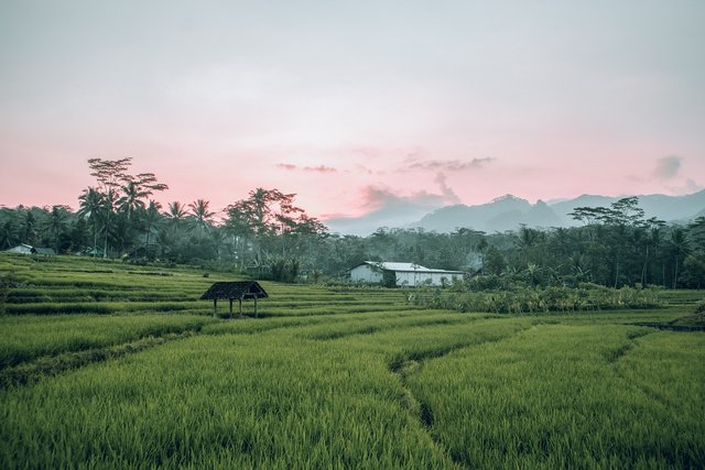 field-5462826_1280.jpg
