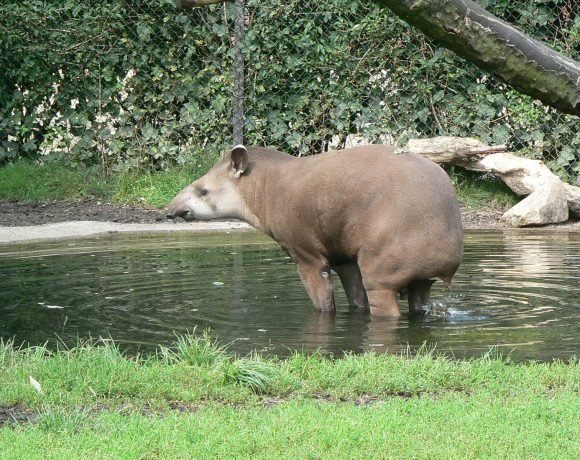 Brazilian-tapir-580x460.jpg