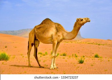 camel-desert-260nw-1334723237.jpg