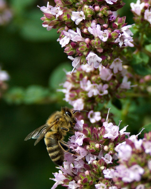 Bee on wild marjoram
