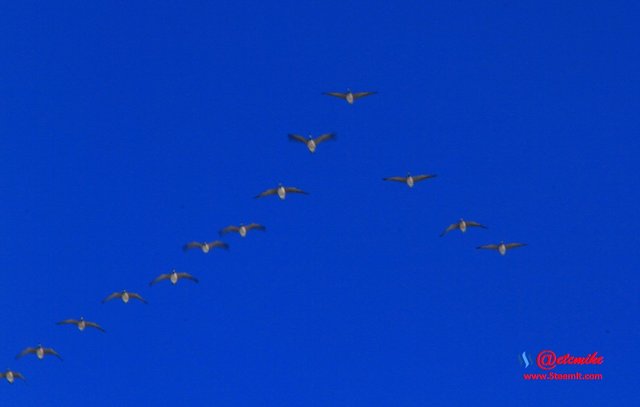 canada goose geese migration migrating BW0008.JPG