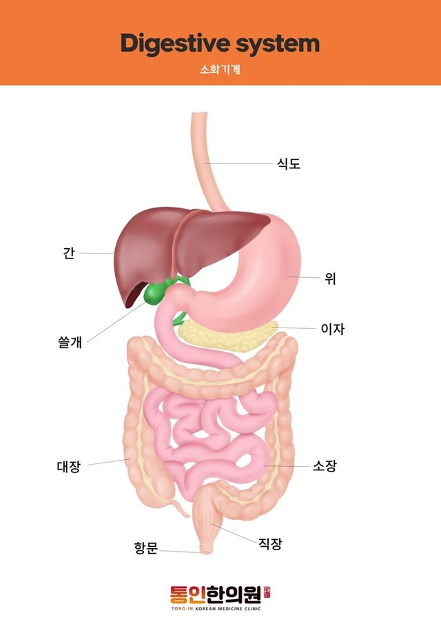 소화기계 문제. 소화불량 추나치료로 - 통인한의원.jpg