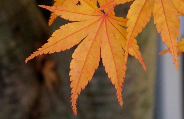 0884-Leaves.jpg