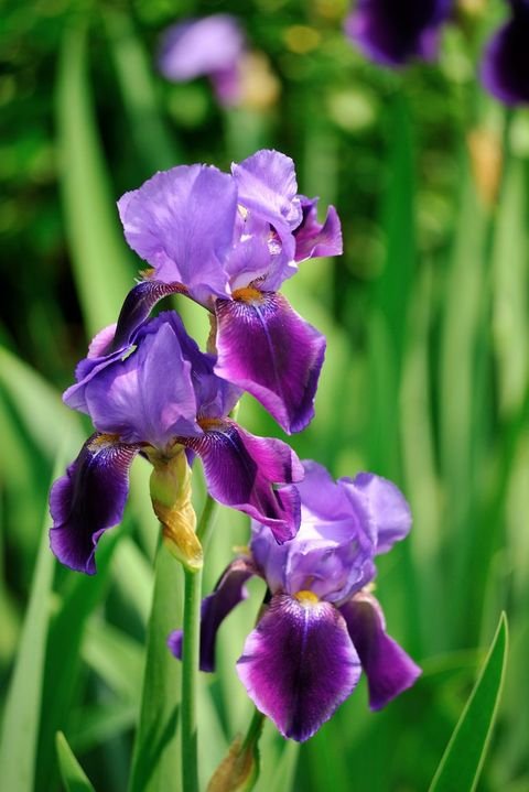 iris-royalty-free-image-576896298-1548455178.jpg