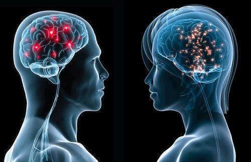 brain-male-and-female.jpg