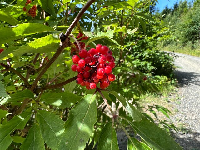 IMG_9879.jpeg