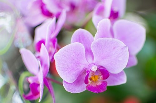 Orchid-sm-min.jpg