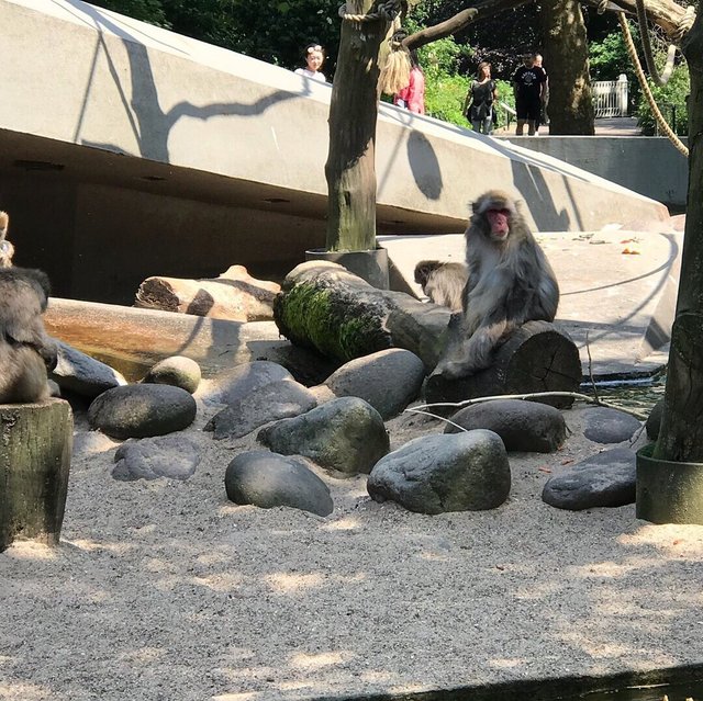 Walking Through the Zoo4.jpg