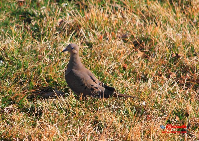 Mourning Dove IMG_0159.JPG